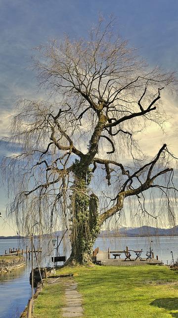 Bild "Startseite:tree-3286235_640.JPG"